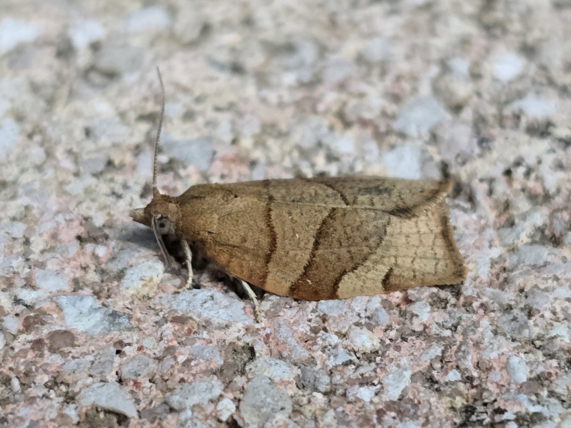Photo of Barred Fruit-tree Tortrix (Pandemis cerasana)